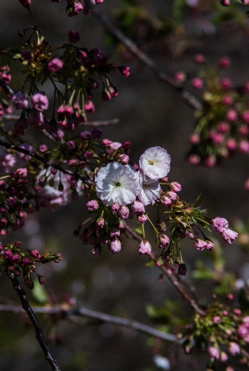 大 连 龙 王 塘 樱 花 园 （ 二 ）