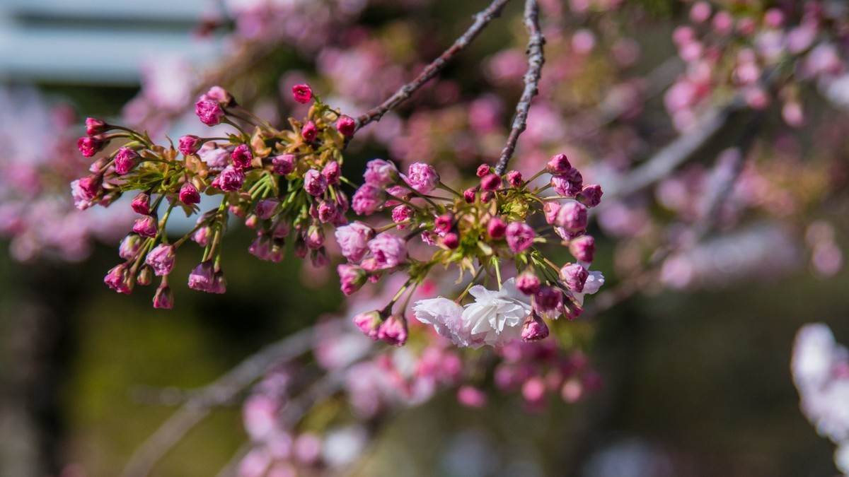 大 连 龙 王 塘 樱 花 园 （ 二 ）