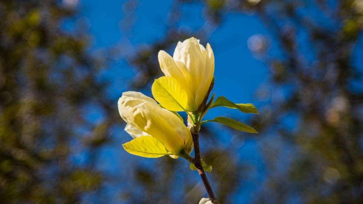 大 连 龙 王 塘 樱 花 园 （ 二 ）