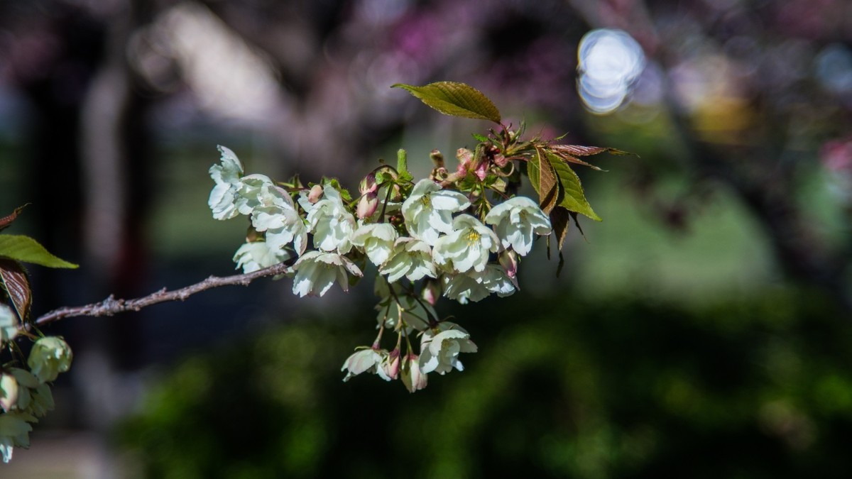 大 连 龙 王 塘 樱 花 园 （ 二 ）