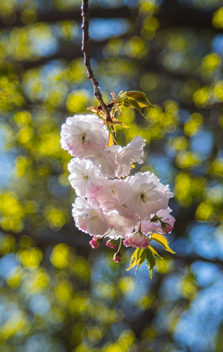 大 连 龙 王 塘 樱 花 园 （ 二 ）