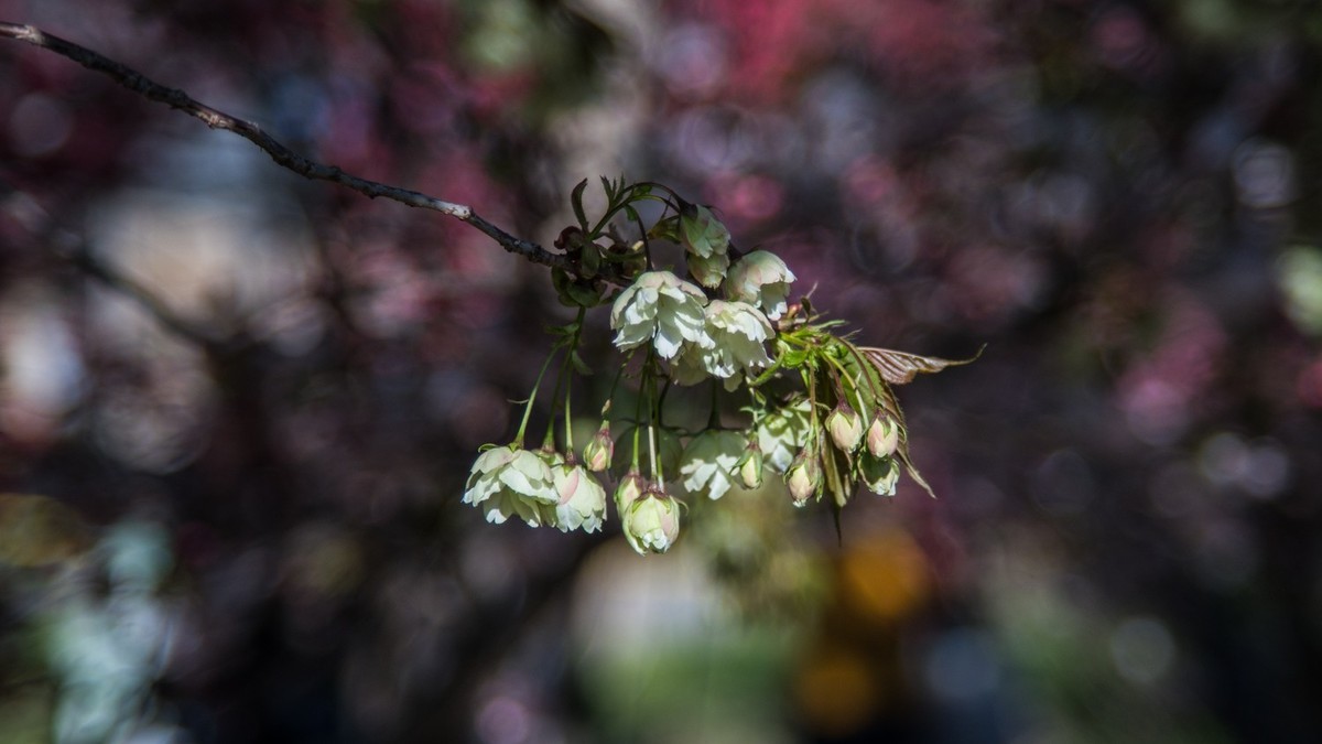 大 连 龙 王 塘 樱 花 园 （ 二 ）
