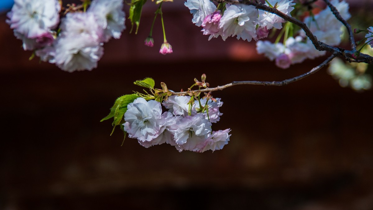 大 连 龙 王 塘 樱 花 园 （ 二 ）