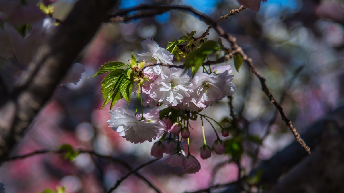 大 连 龙 王 塘 樱 花 园 （ 二 ）