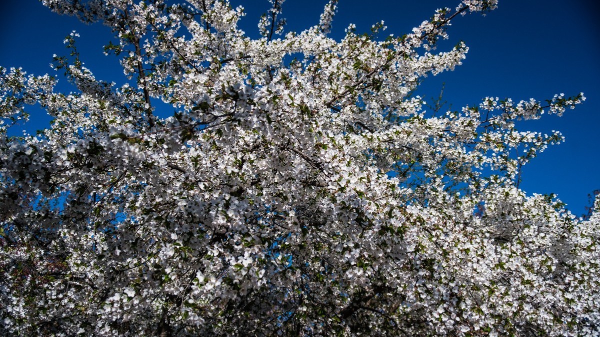 大 连 龙 王 塘 樱 花 园 （ 二 ）