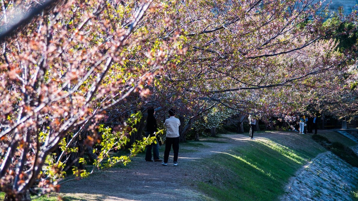 大 连 龙 王 塘 樱 花 园 （ 二 ）