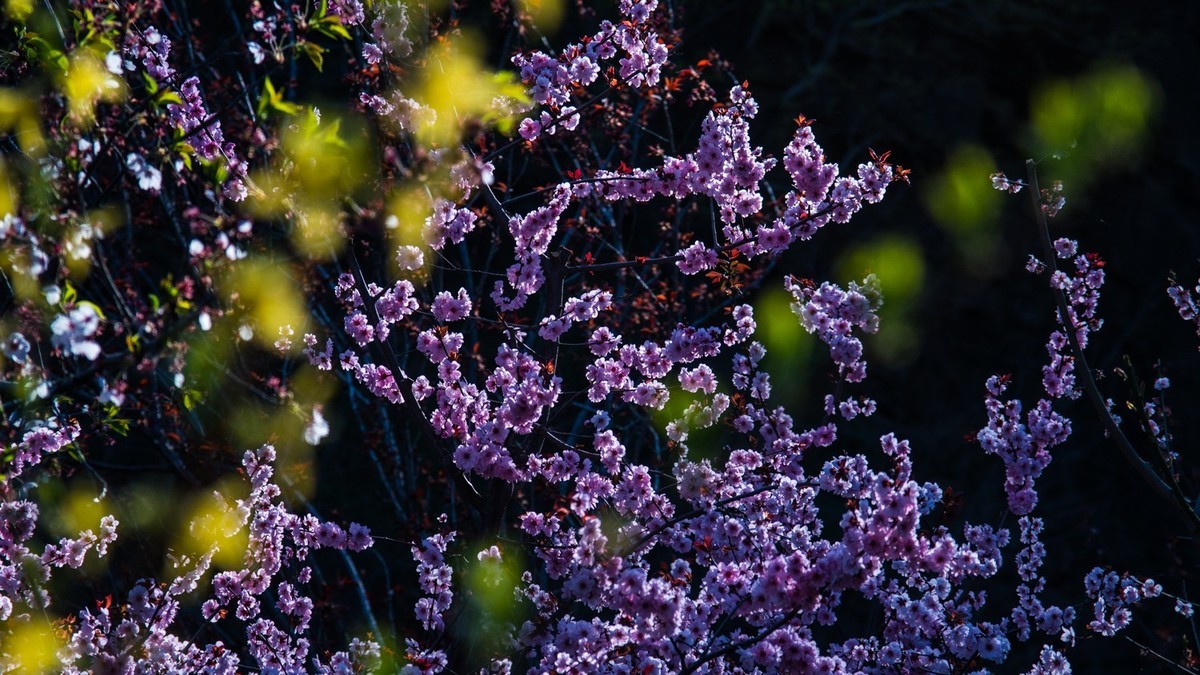 大 连 龙 王 塘 樱 花 园 （ 二 ）