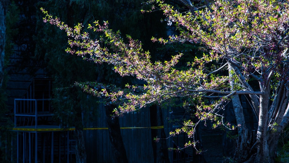 大 连 龙 王 塘 樱 花 园 （ 二 ）