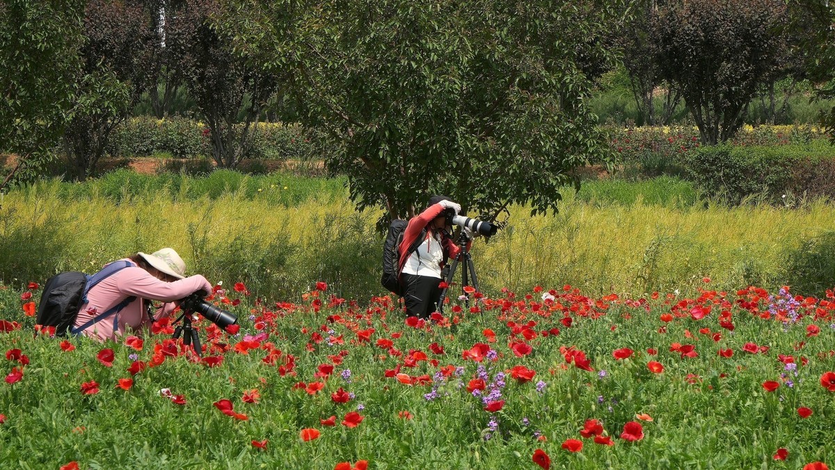 出游君乐宝牧场