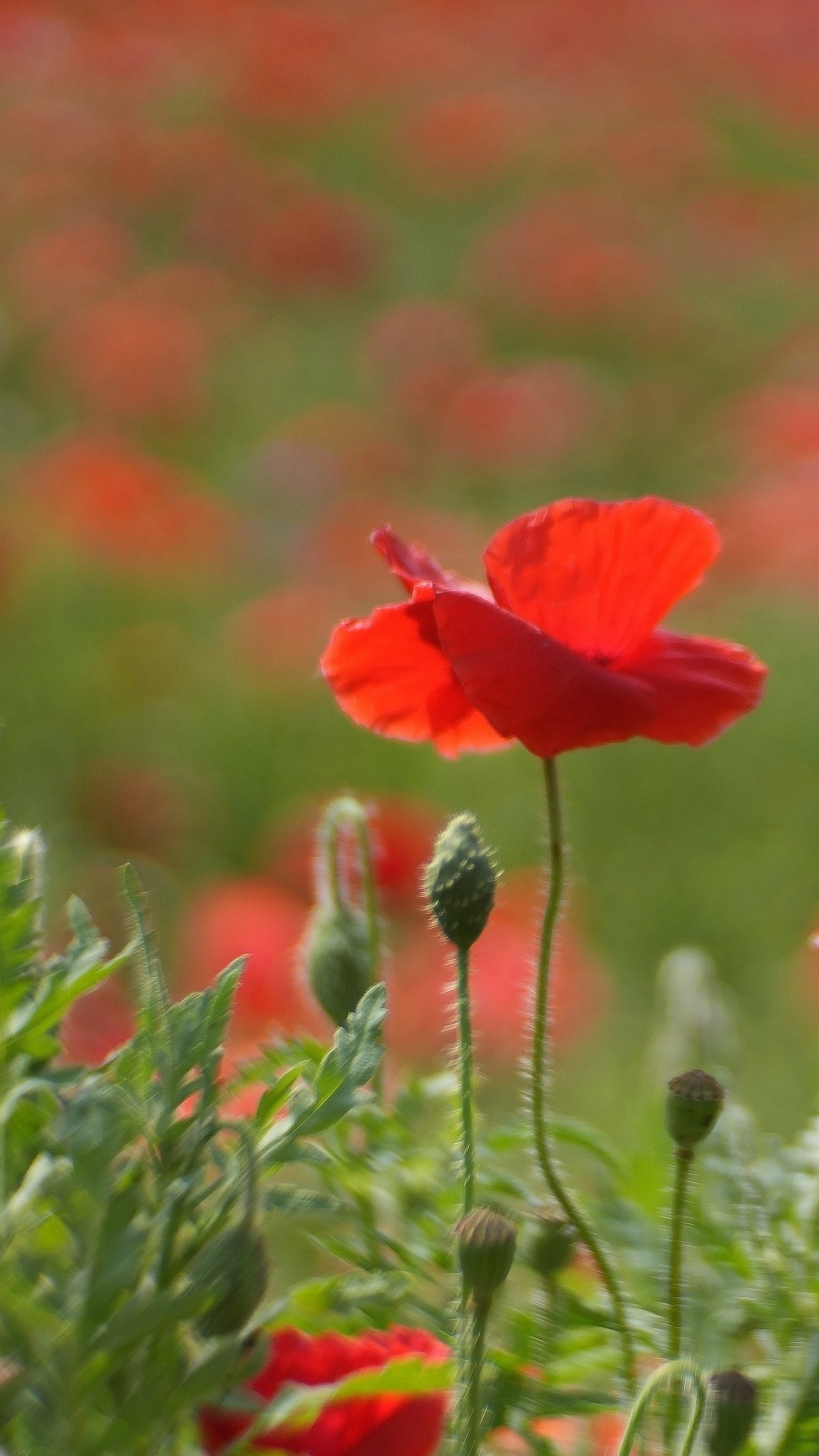 出游君乐宝牧场