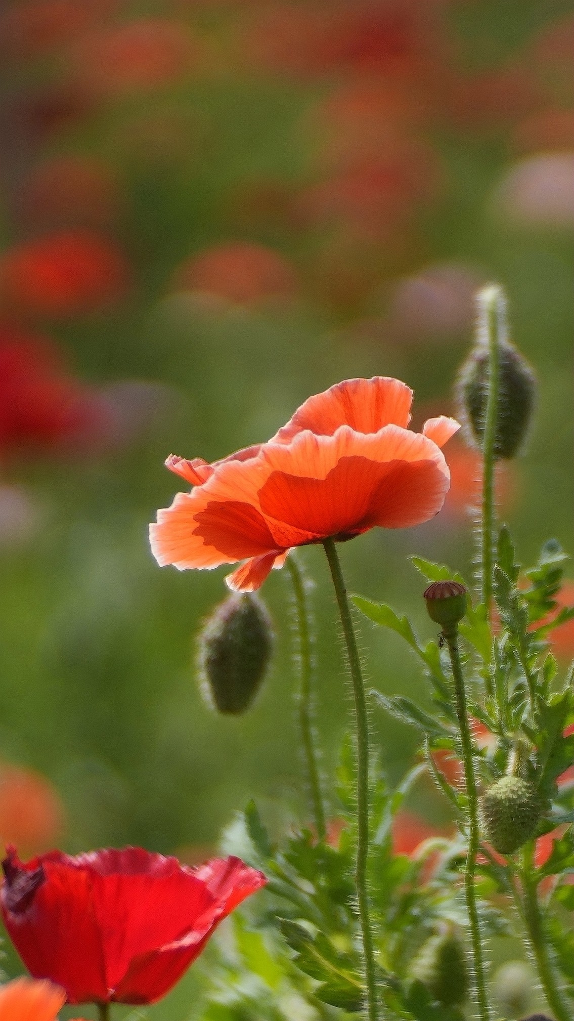 出游君乐宝牧场