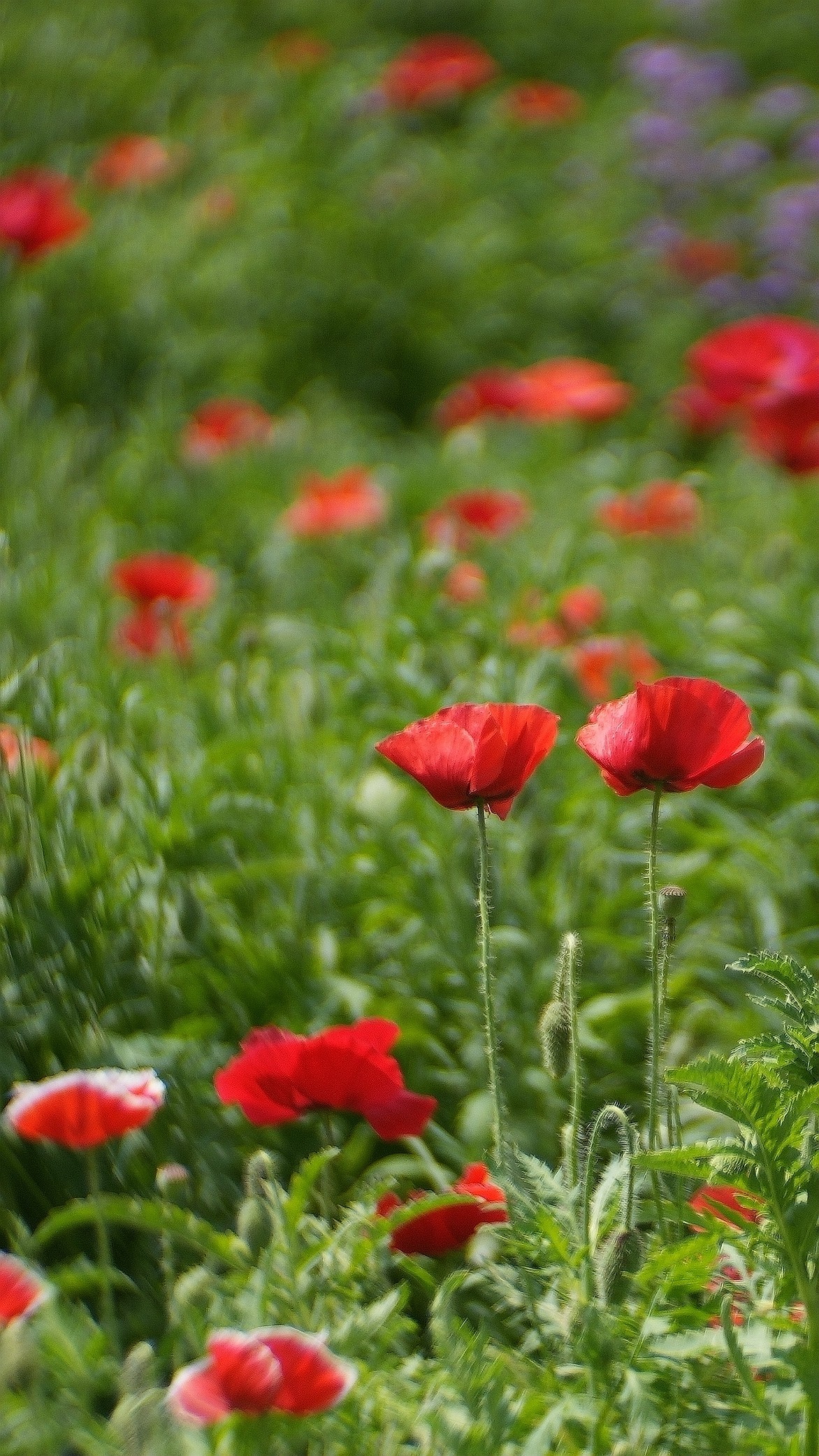 出游君乐宝牧场