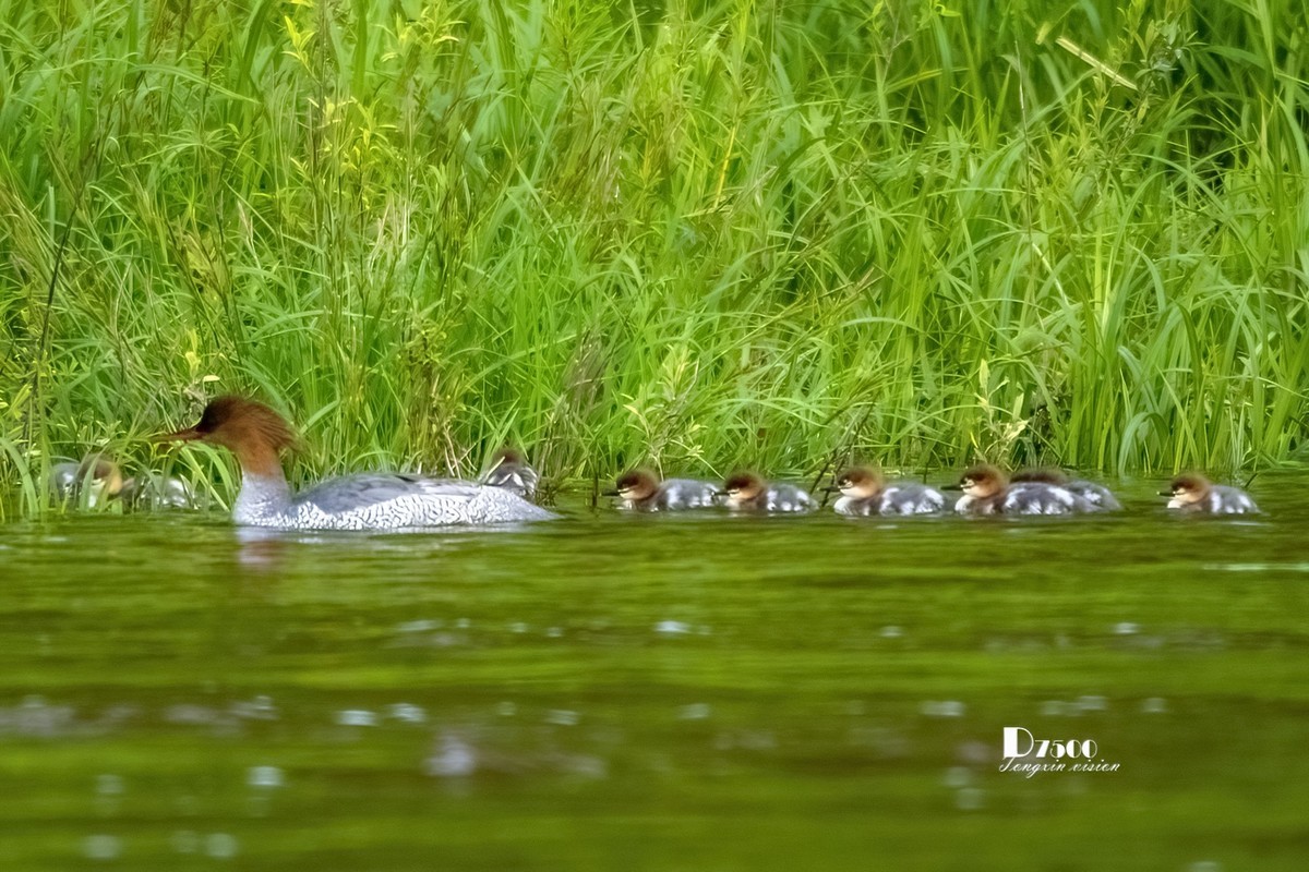 中华秋沙鸭（13）