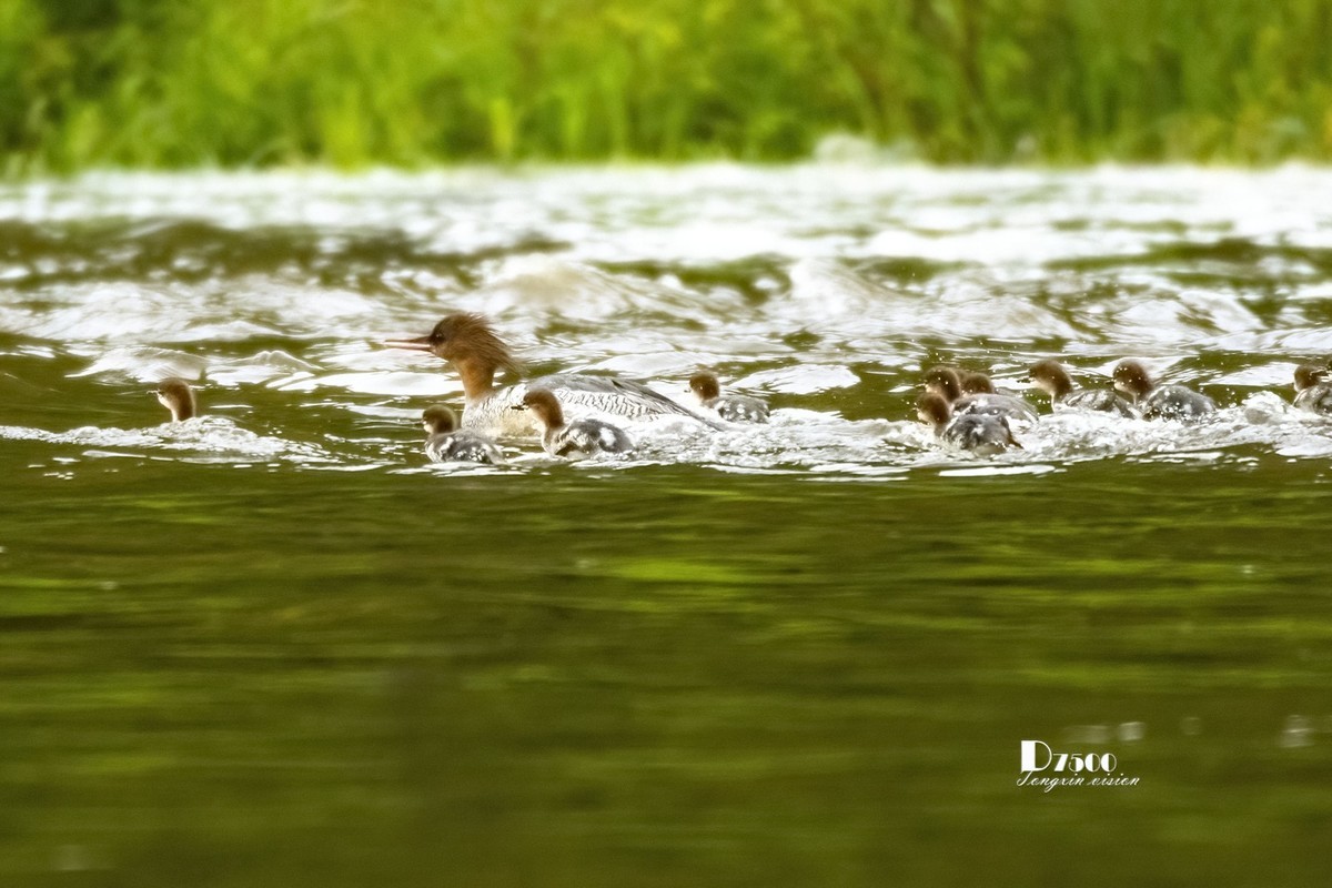 中华秋沙鸭（13）