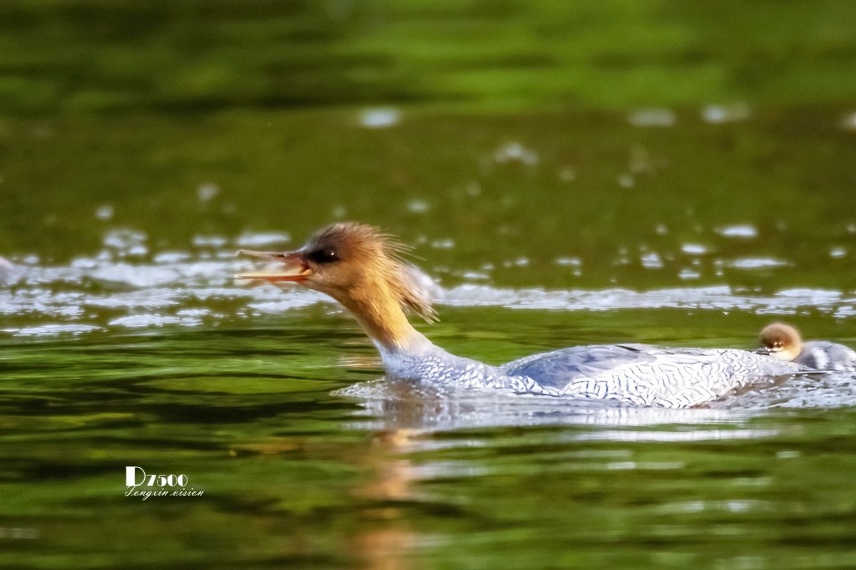 中华秋沙鸭（13）