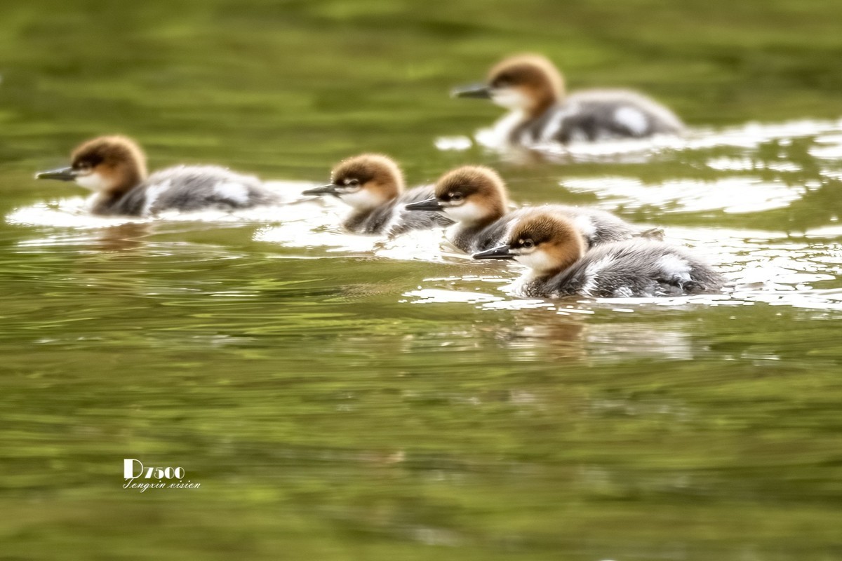 中华秋沙鸭（13）