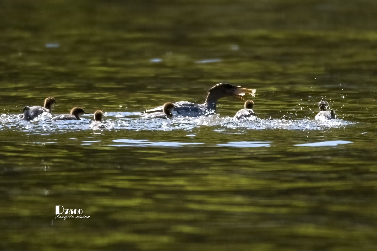 中华秋沙鸭（13）