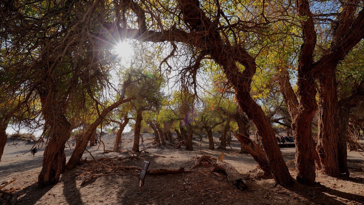 #版主坐堂#索尼大版星空(中国)2022年3月份优秀作品精选汇总