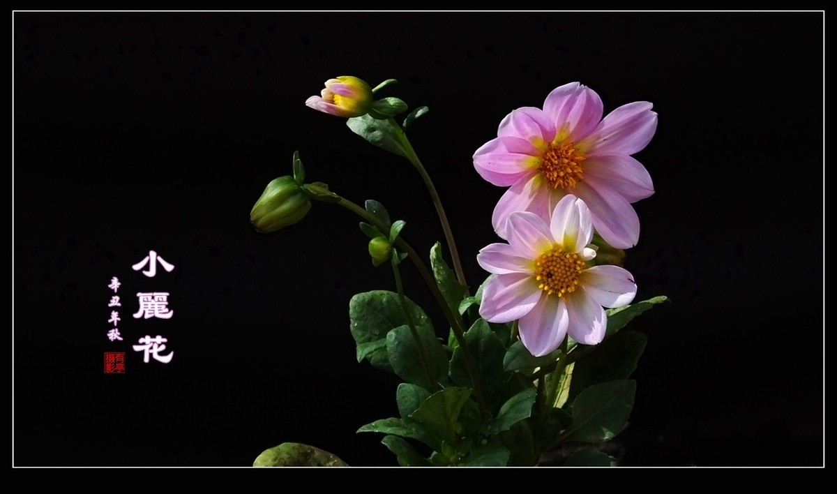 #版主坐堂#索尼大版星空(中国)2022年3月份优秀作品精选汇总