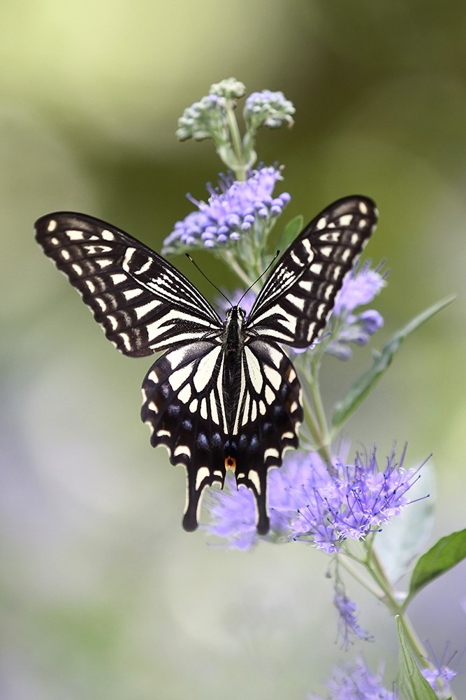 化蝶一飞两千年，一曲梁祝千古情