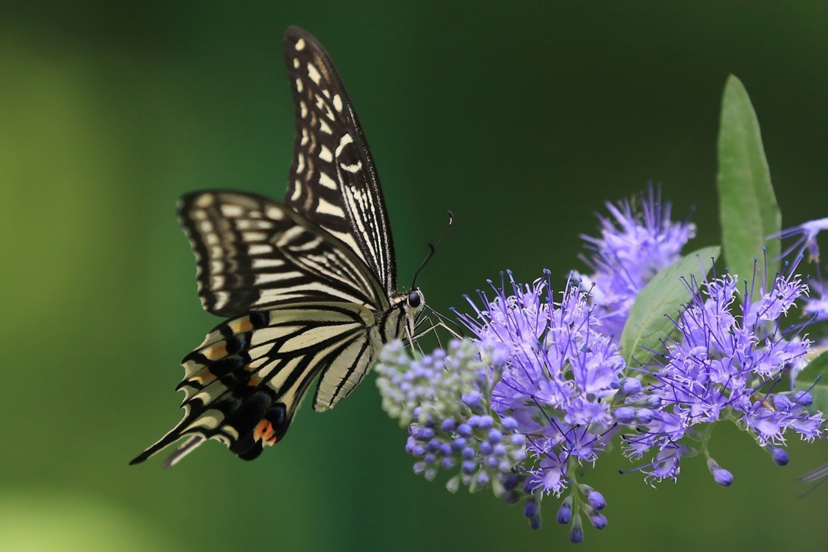 化蝶一飞两千年，一曲梁祝千古情