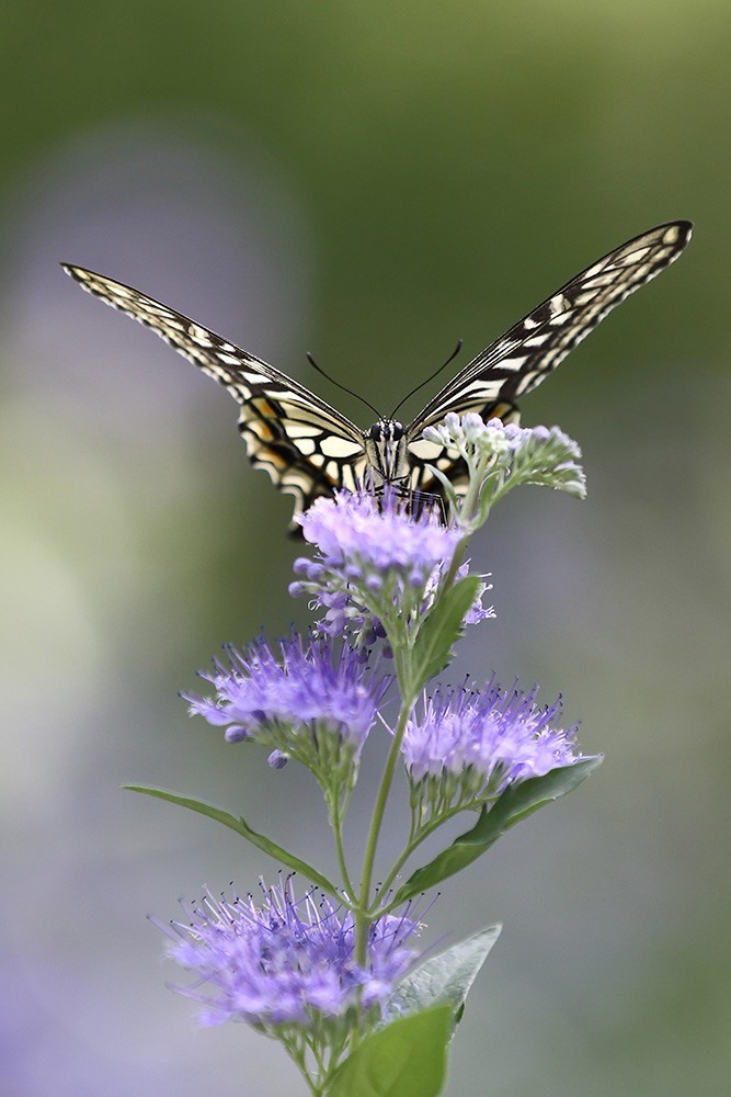 化蝶一飞两千年，一曲梁祝千古情