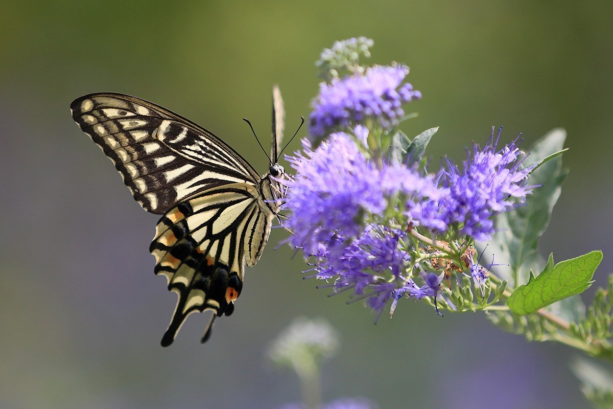 化蝶一飞两千年，一曲梁祝千古情