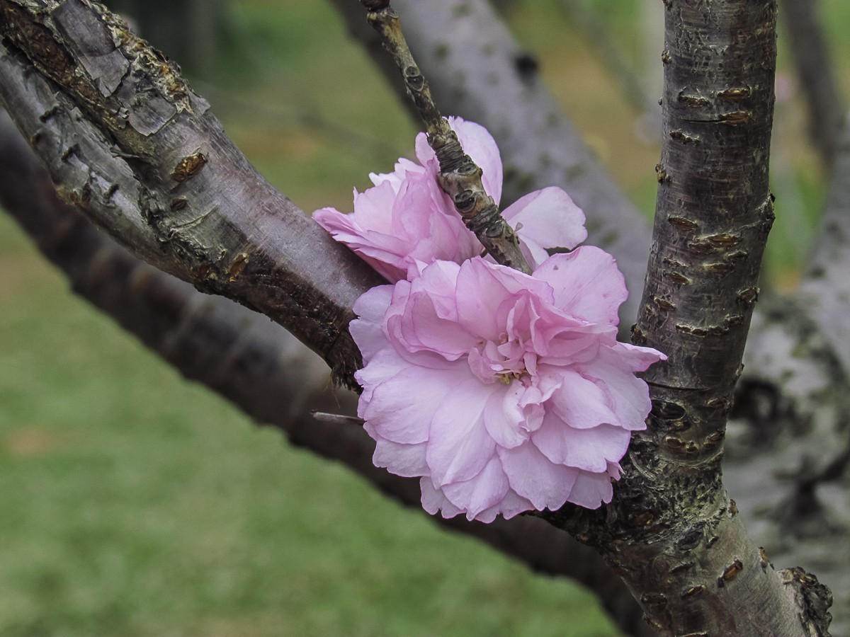 樱花