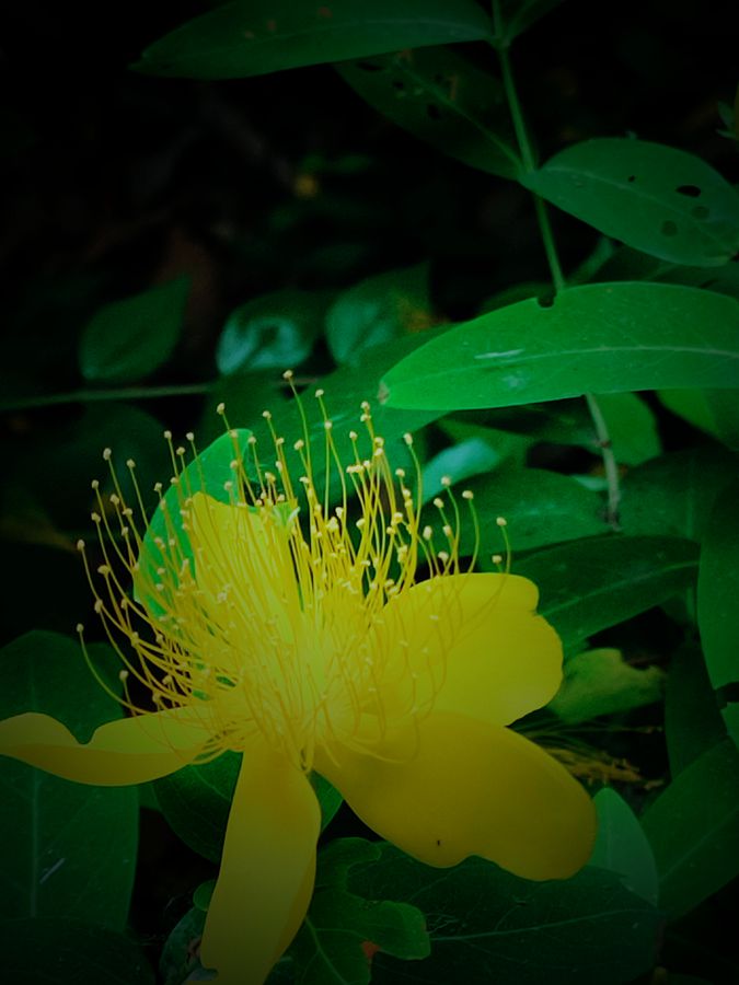 花卉系列【3830】