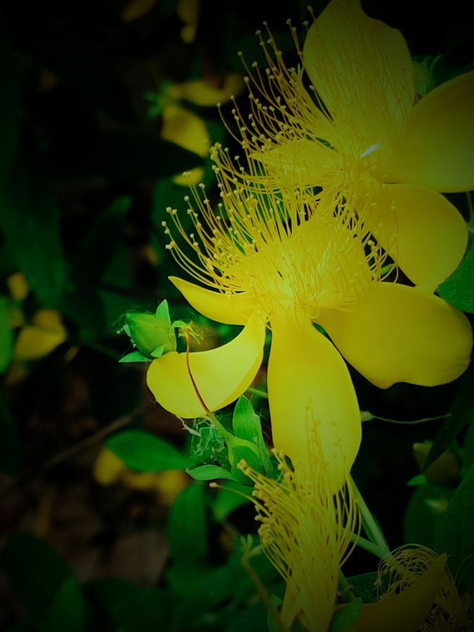 花卉系列【3830】