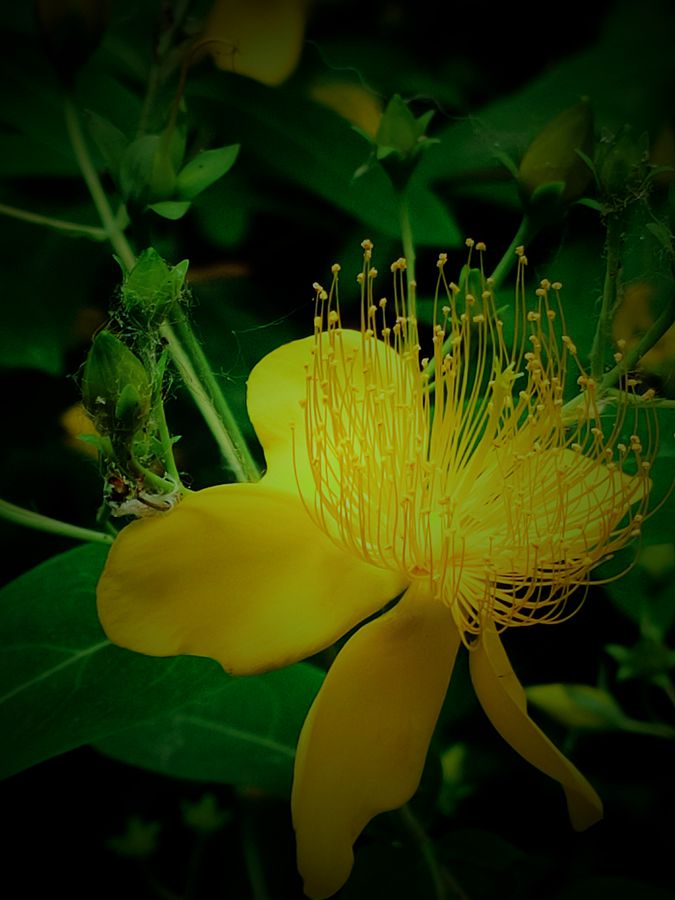 花卉系列【3830】