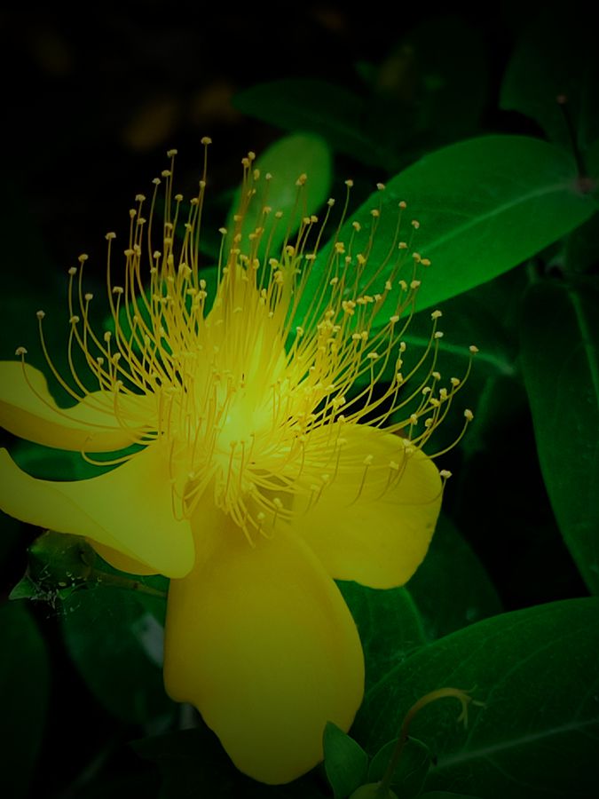 花卉系列【3830】