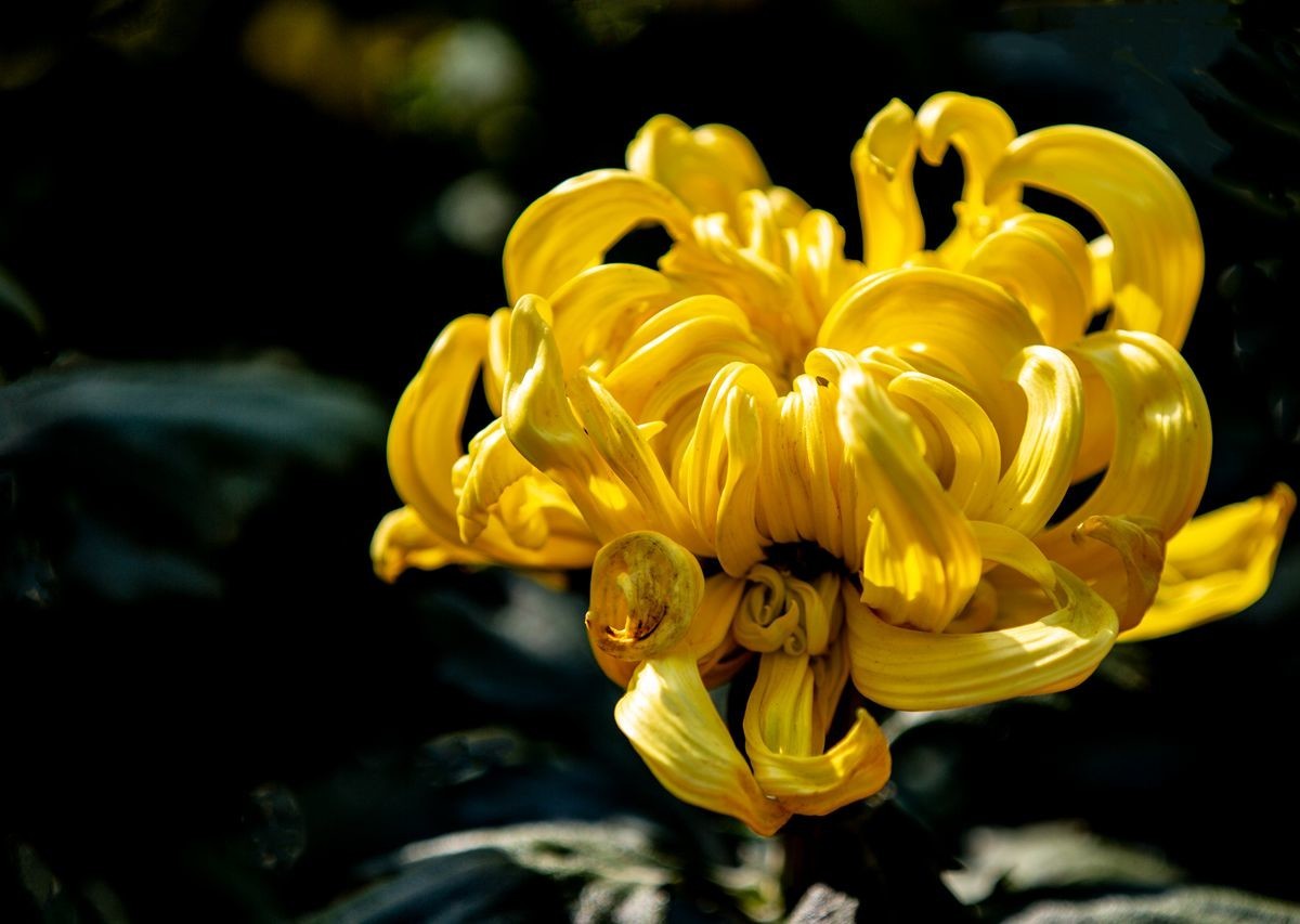 金秋十月菊花香--西清公园