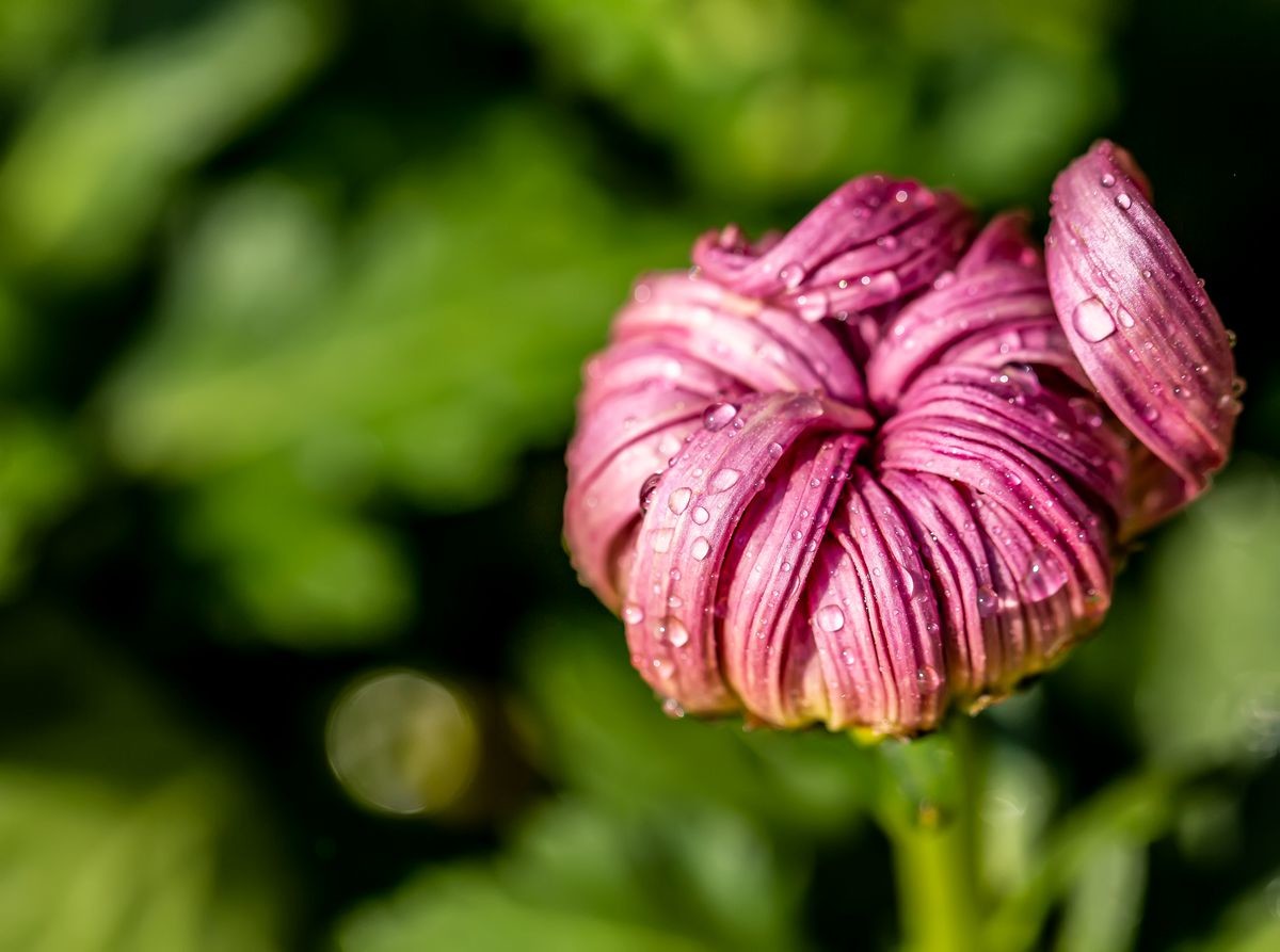 金秋十月菊花香--西清公园