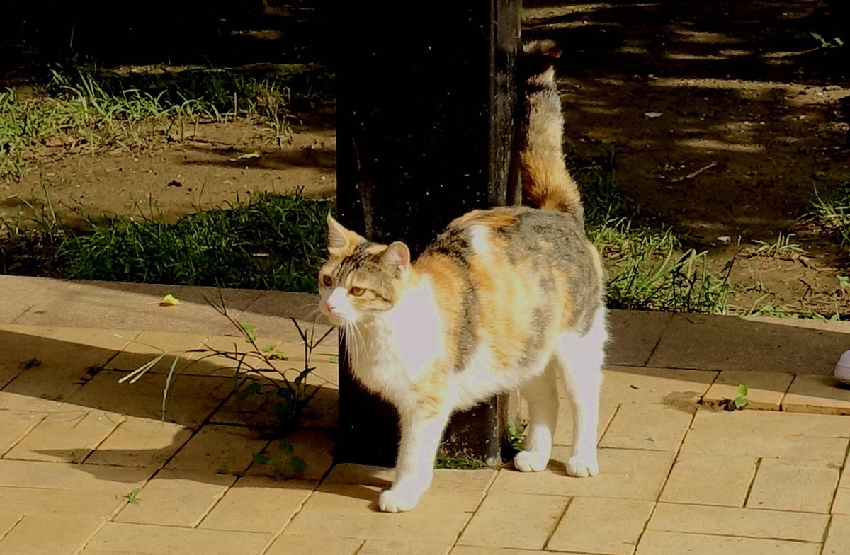 大花猫儿