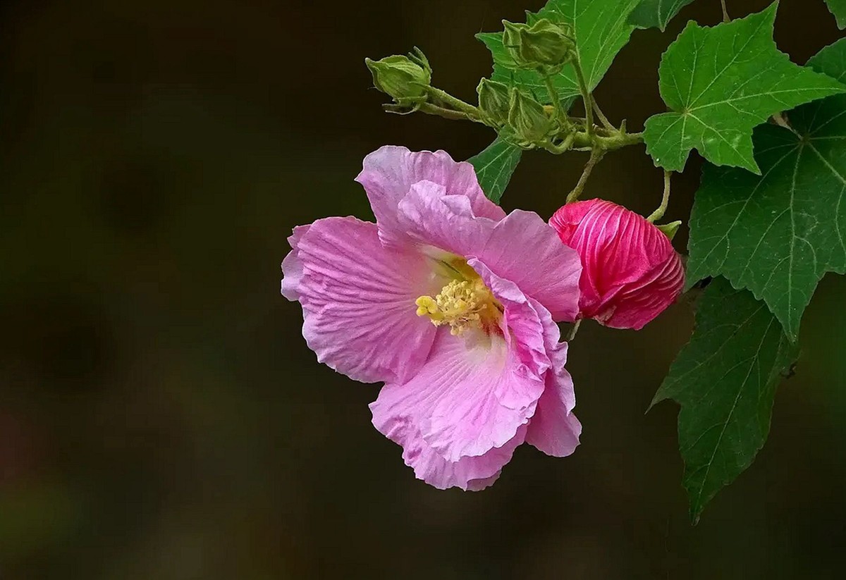 小区呈的木芙蓉4