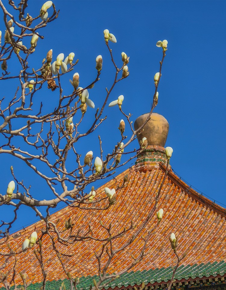 山桃花开（上）