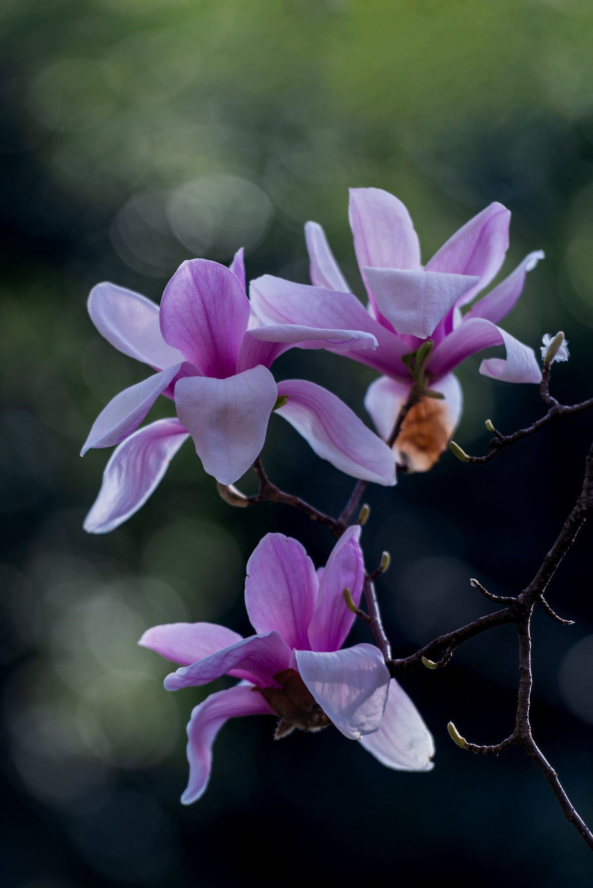 馨香暗影馥春光