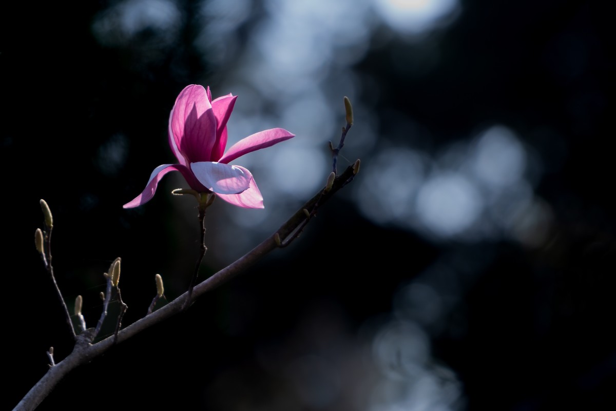 馨香暗影馥春光