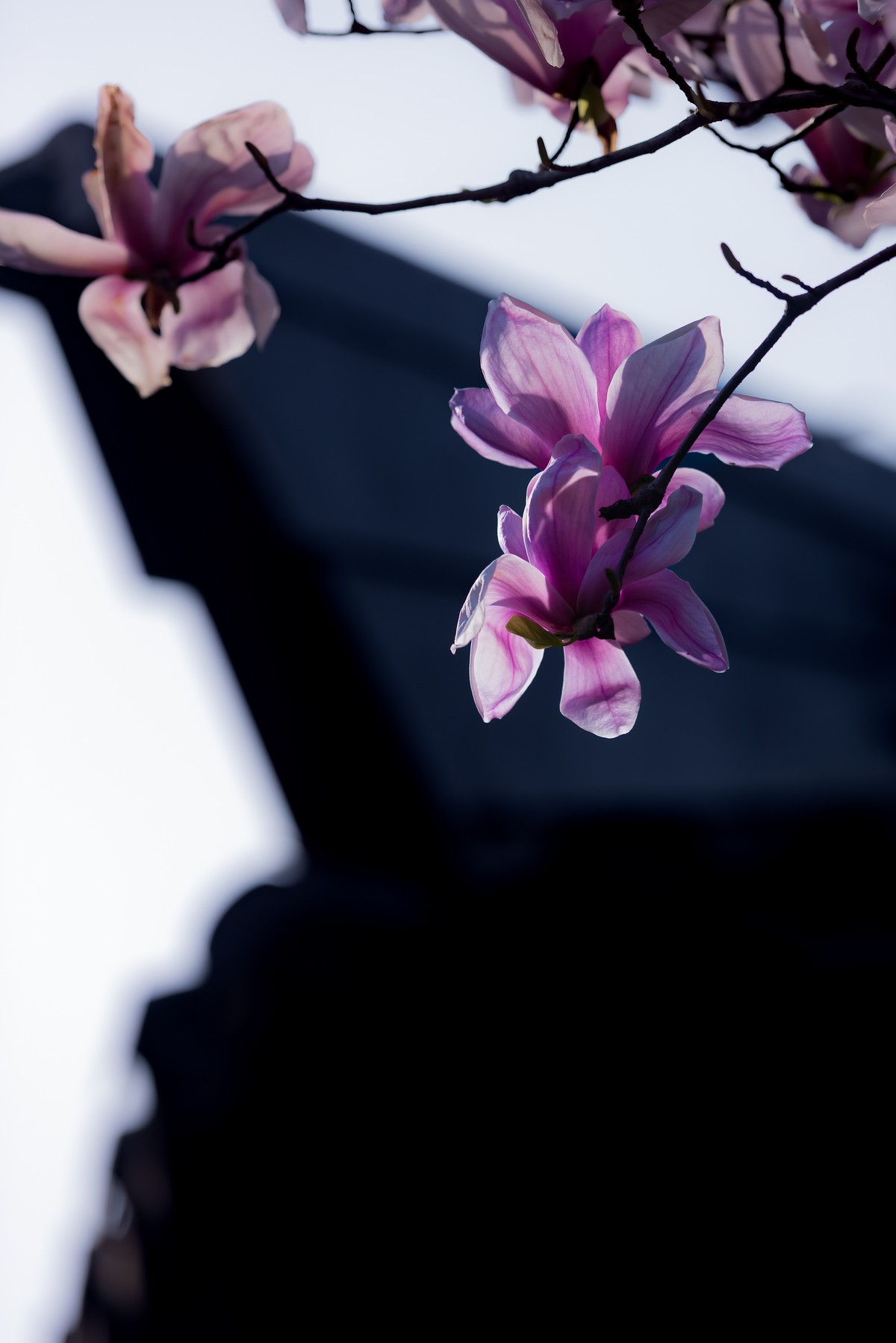 馨香暗影馥春光