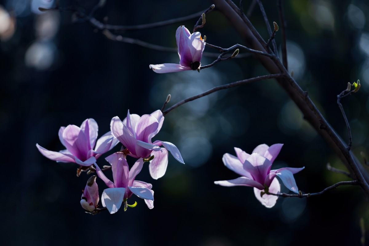 馨香暗影馥春光