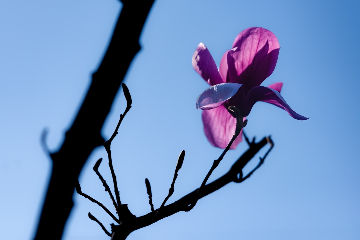 馨香暗影馥春光