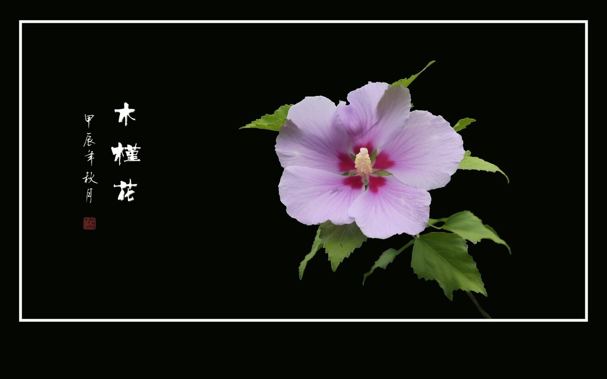 欣欣向荣的木槿花