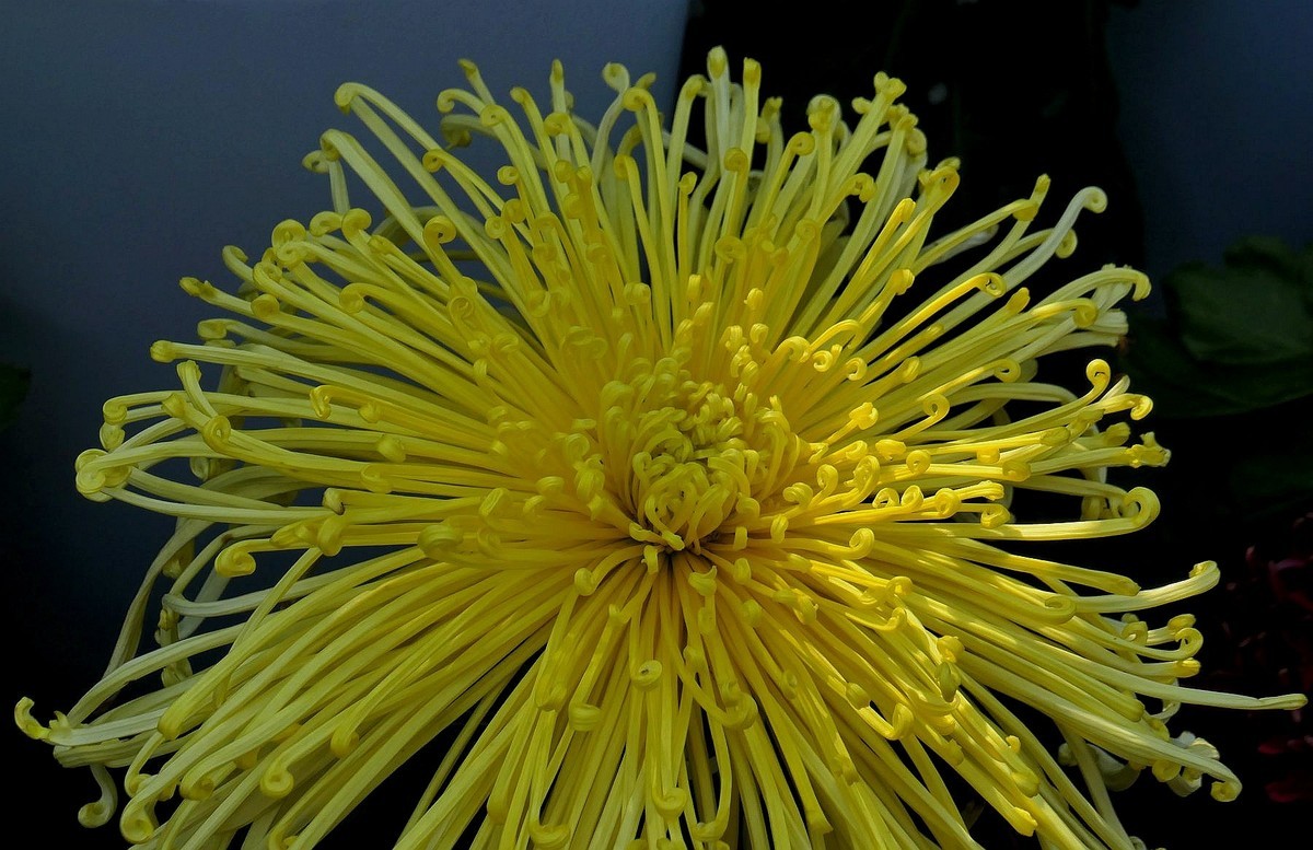 武汉江滩菊花展三