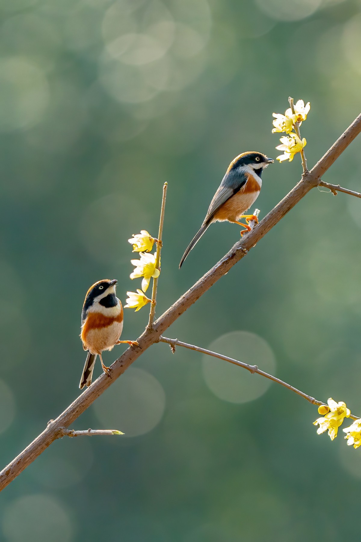 #版主坐堂#小五星空(中国)2022年2月精品荟萃
