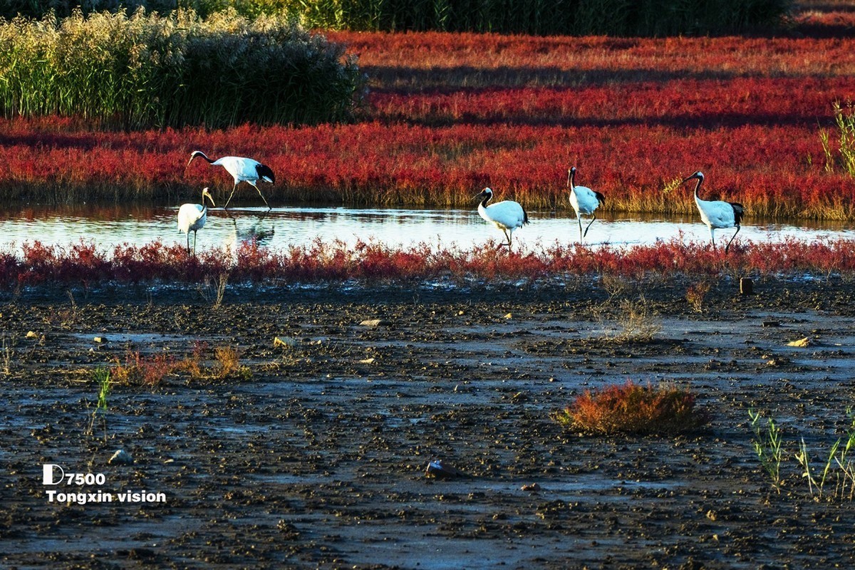 #版主坐堂#小五星空(中国)2022年2月精品荟萃