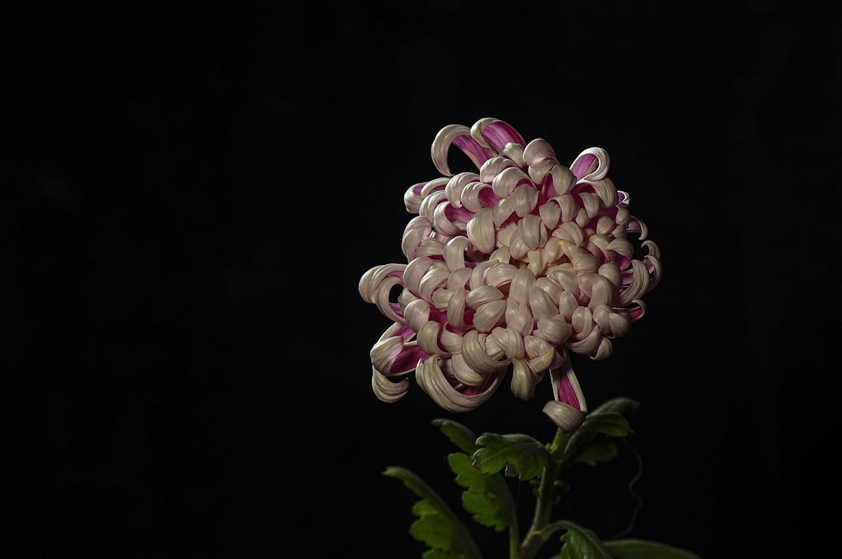 #版主坐堂#小五星空(中国)2022年2月精品荟萃