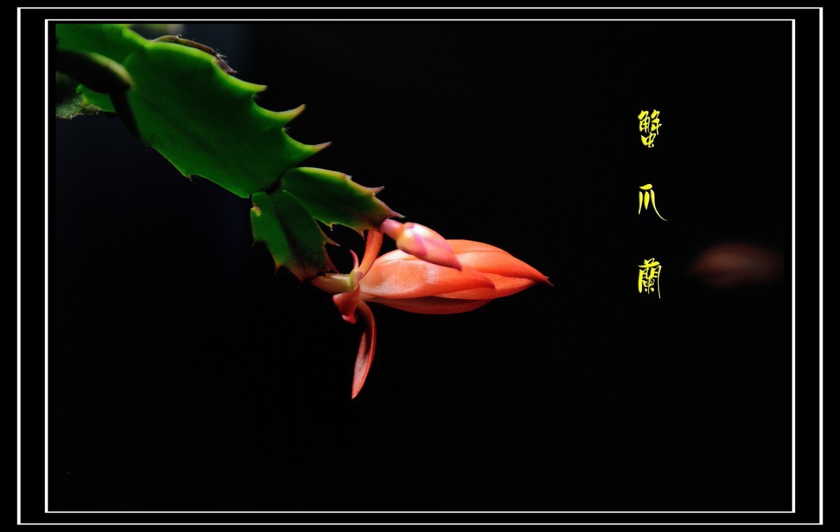 #版主坐堂#小五星空(中国)2022年2月精品荟萃