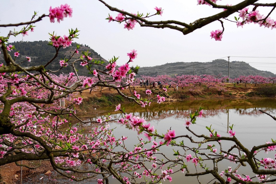春日探访成都龙泉桃花沟【6】续完
