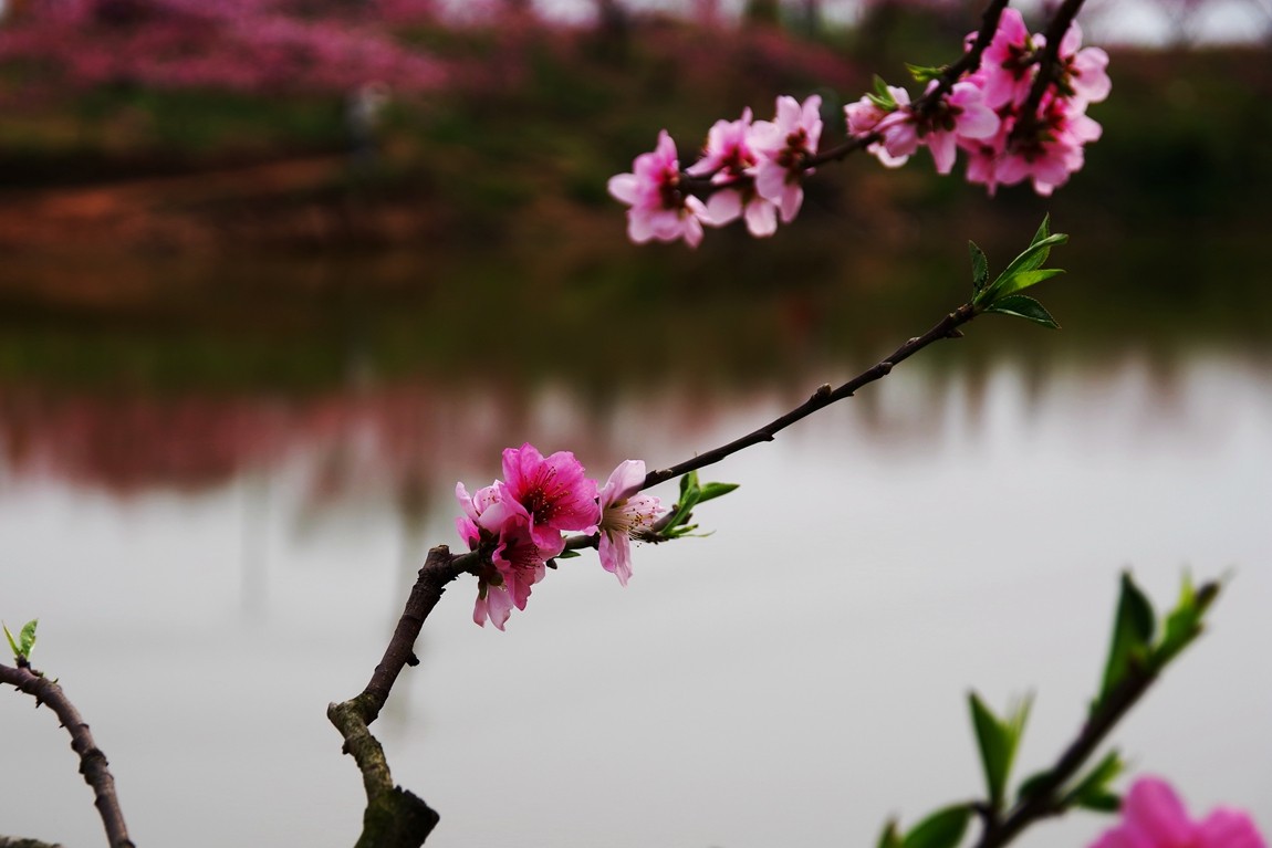 春日探访成都龙泉桃花沟【6】续完